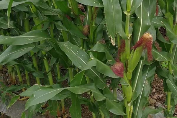 洮玉6048玉米种子介绍,出苗至成熟140天