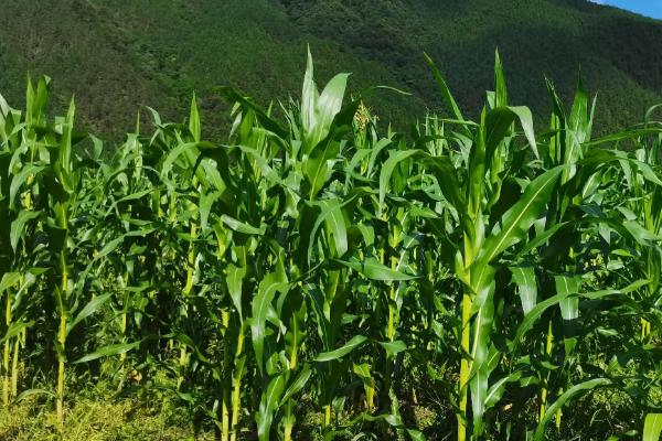 新农009玉米种子简介,中抗丝黑穗病