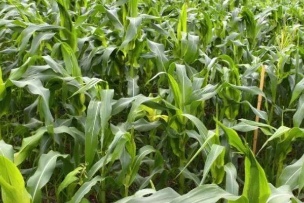 新农009玉米种子简介,中抗丝黑穗病