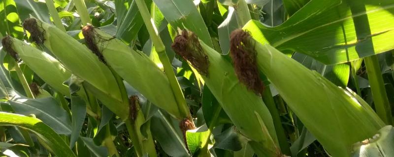 洱之玉917玉米种简介