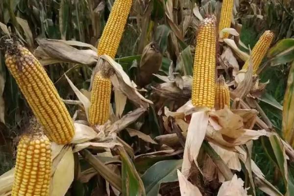 昊玉727玉米种子特点,中抗腐霉茎腐病