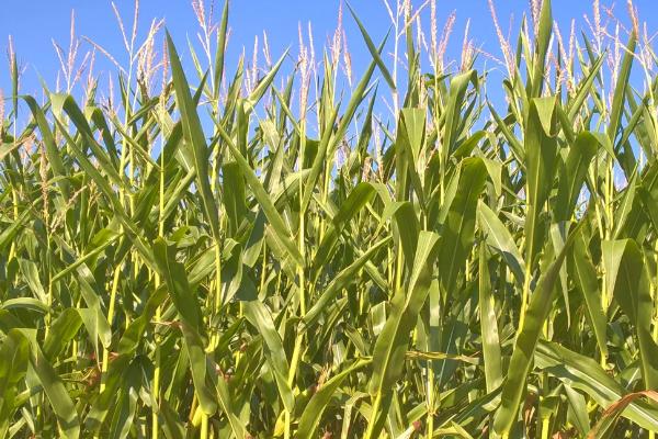 昊玉727玉米种子特点,中抗腐霉茎腐病