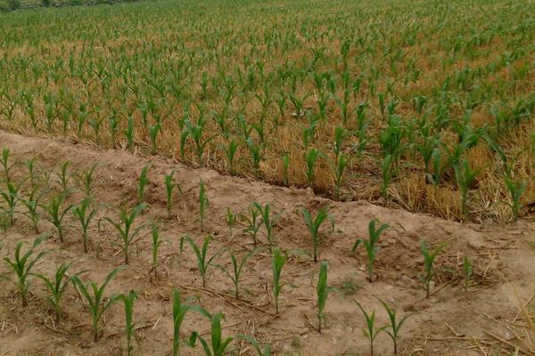 昊玉768玉米种子简介,4月中上旬播种