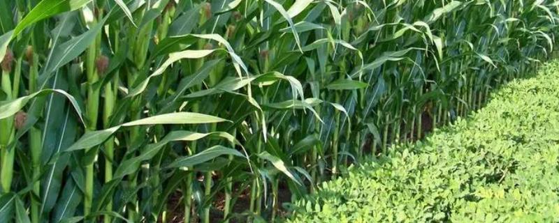 金穗569玉米种子特征特性