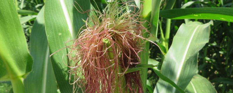 瑞源1号玉米品种简介