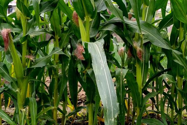 瑞源1号玉米品种简介,出苗至成熟125天