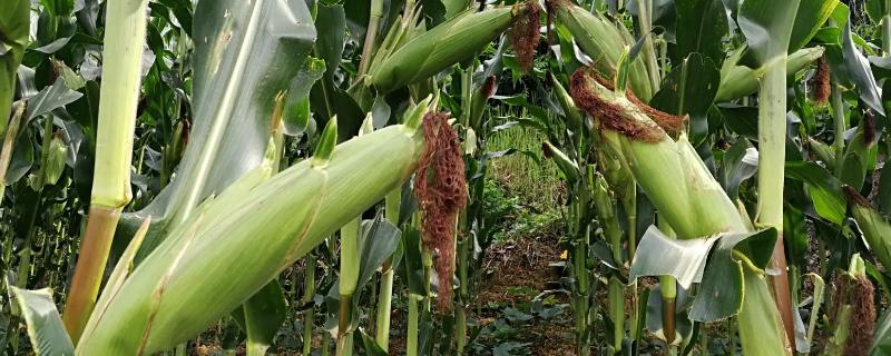 FZ1901玉米种子简介