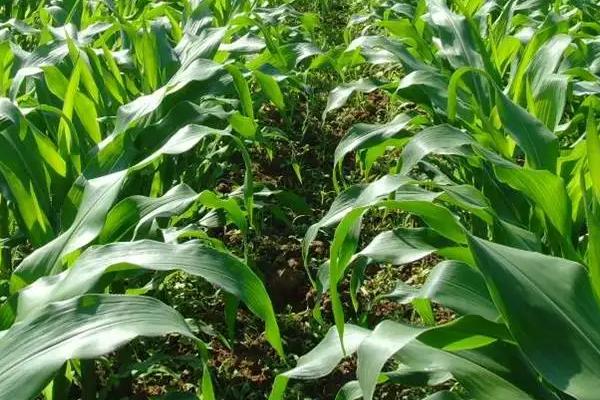 掖丰368玉米种简介,中抗黑穗病