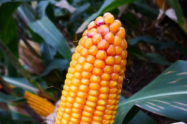 临早玉26玉米种子特征特性,出苗至成熟141天