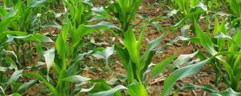 存玉1号玉米品种简介