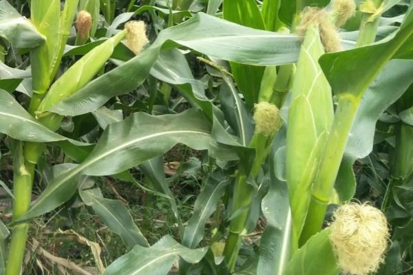 存玉1号玉米品种简介,平均生育期125.5天