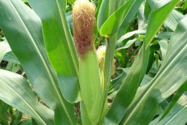 璐玉6219玉米种子特点,出苗至成熟135天