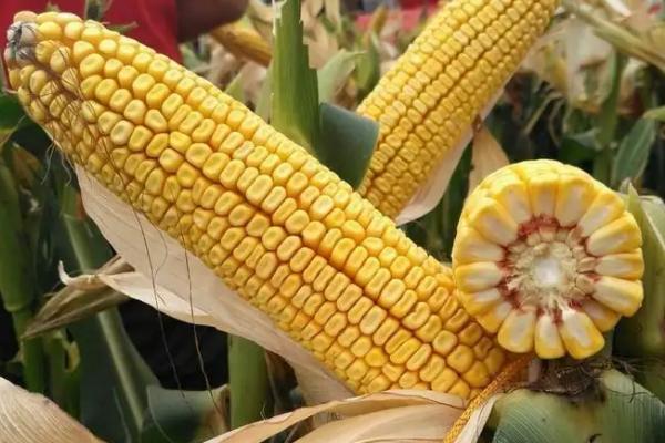 黄羊178玉米种子简介,基肥应每亩施磷酸二胺30千克