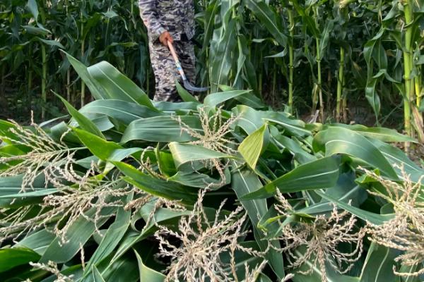 皆乐1208玉米品种简介,4月20日~4月30日播种