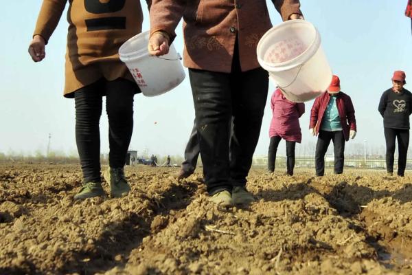 先玉1939玉米品种的特性,中抗大斑病