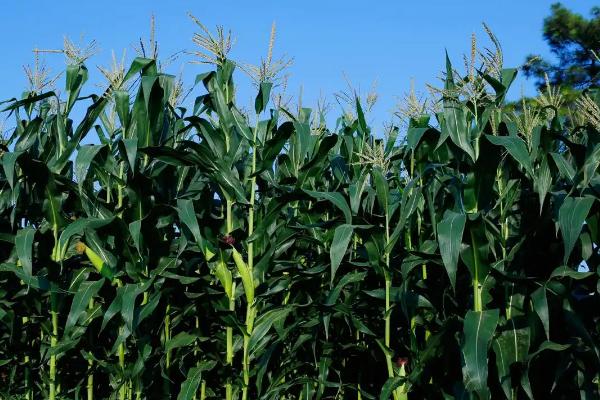 玉研647玉米种简介,出苗至成熟135天