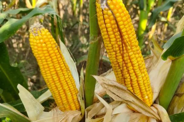 地望4号玉米种子简介,平均生育期107.5天