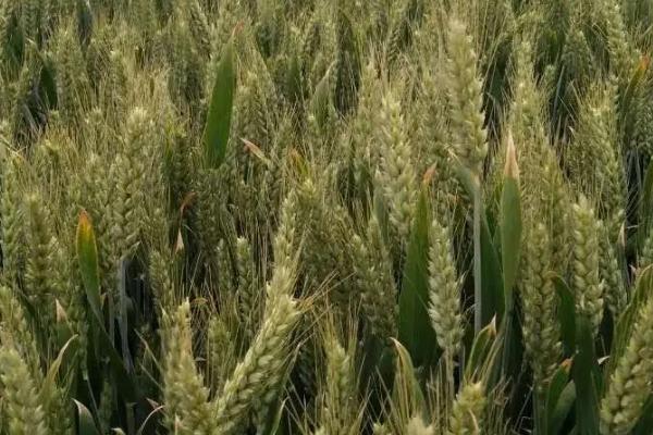 中梁46号小麦品种简介,每亩基本苗20~25万