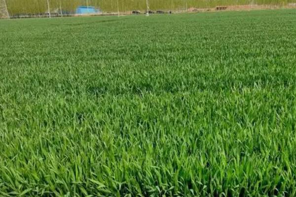 陇鉴9828小麦品种简介,适宜播种期9月中旬~下旬