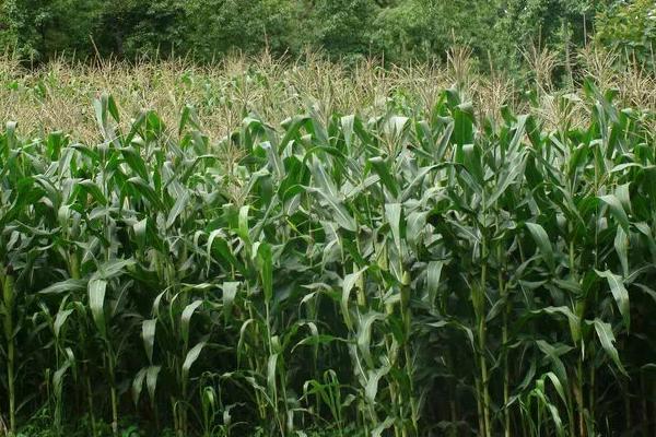 宁垦糯4号玉米品种简介,有本品种鲜玉米特有香味