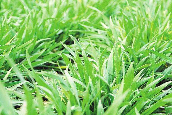 青春612小麦种简介,穗密度指数20.62