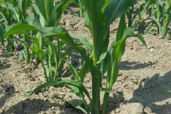 金园32玉米种简介,土壤肥力中等以上