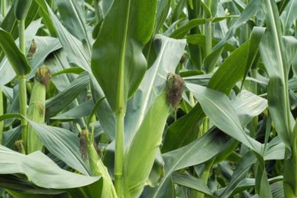 王太094玉米品种的特性,全生育期灌水3-4次