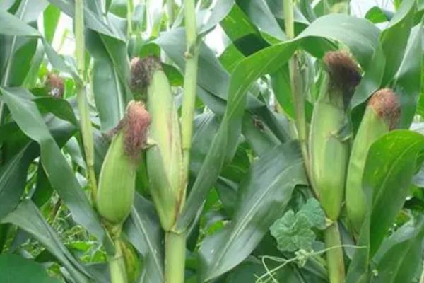 昊玉501玉米种子特点,亩种植密度5000株