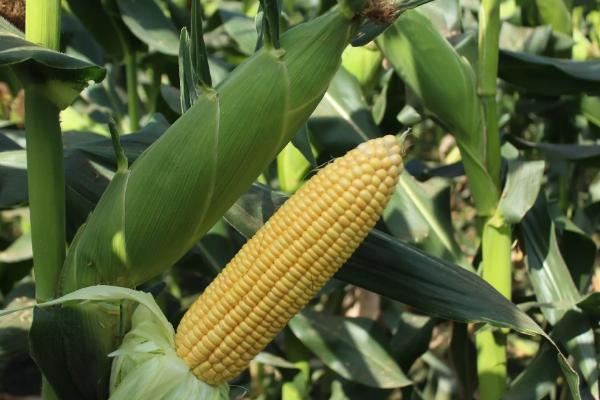 福盛园588玉米种简介,全生育期灌水3-4次