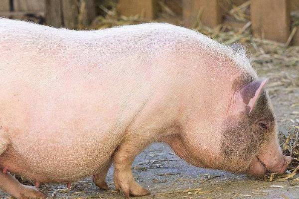 母猪拉稀的原因,喂食了变质食物、消化不良或病毒感染都会导致