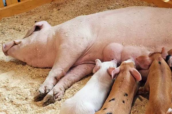 母猪拉稀的原因,喂食了变质食物、消化不良或病毒感染都会导致