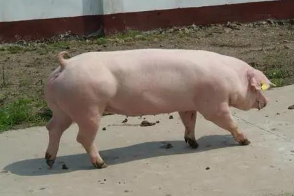 母猪拉稀的原因,喂食了变质食物、消化不良或病毒感染都会导致