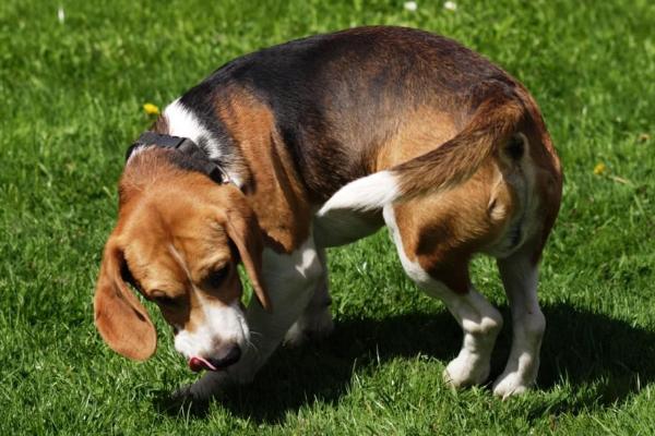 狗为什么一直转圈,可能是感到无聊、被寄生虫感染等原因所导致