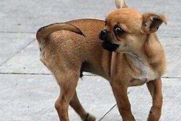 狗为什么一直转圈,可能是感到无聊、被寄生虫感染等原因所导致