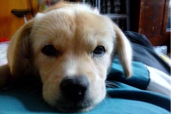 狗为什么一直转圈,可能是感到无聊、被寄生虫感染等原因所导致