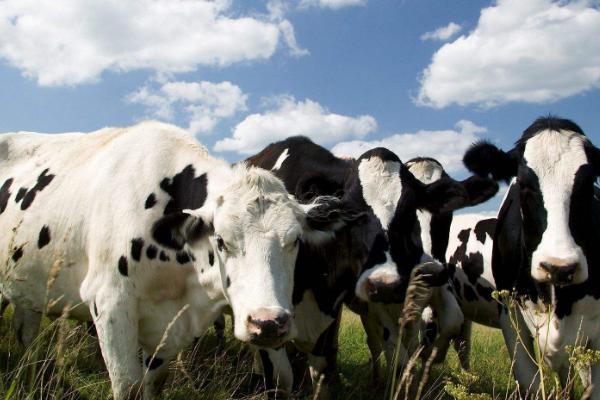 奶牛产后为什么会瘫痪以及怎么治疗,可能是缺少运动、甲状腺功能紊乱等原因所导致