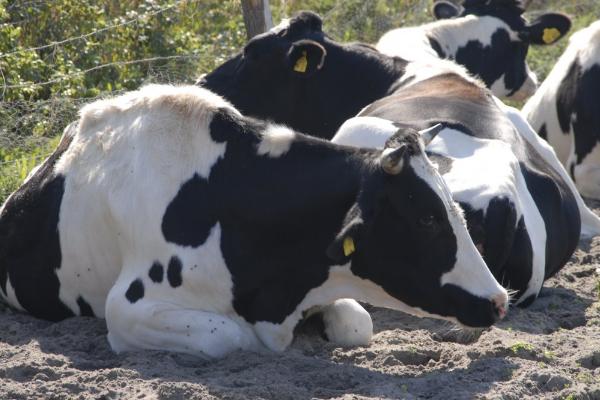 奶牛产后为什么会瘫痪以及怎么治疗,可能是缺少运动、甲状腺功能紊乱等原因所导致