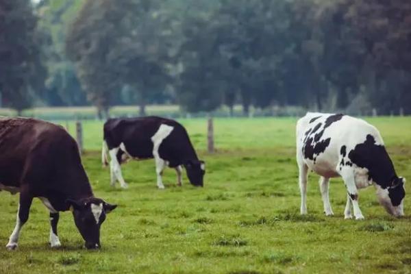 奶牛产后为什么会瘫痪以及怎么治疗,可能是缺少运动、甲状腺功能紊乱等原因所导致