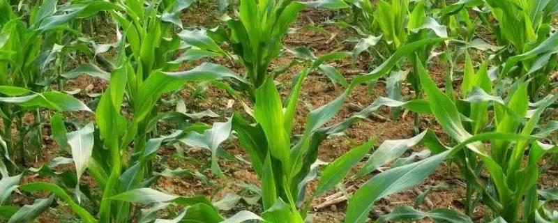 金禾玉619玉米种子简介