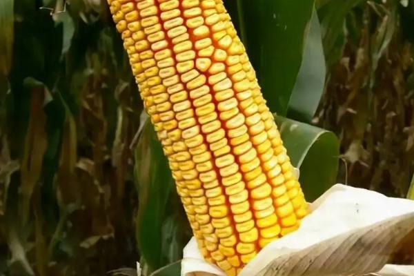 金禾玉619玉米种子简介,播种时施足底肥