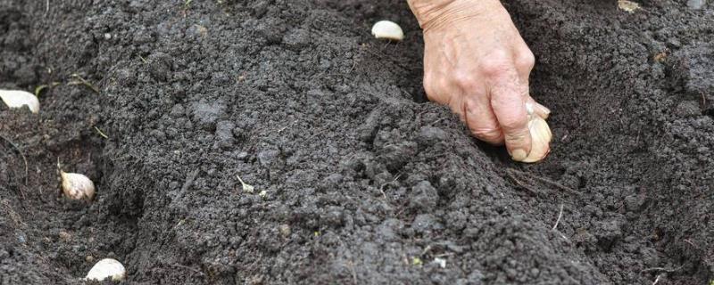 种大蒜是否要扒皮