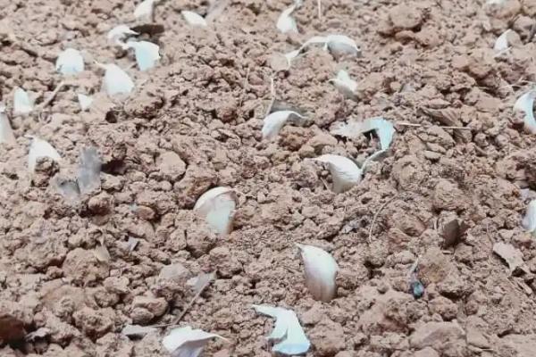 种大蒜是否要扒皮,土培种植不需要扒皮