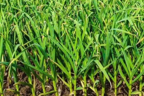 种大蒜是否要扒皮,土培种植不需要扒皮