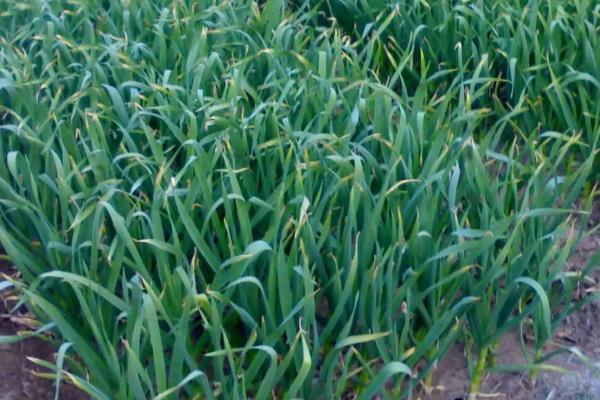 种大蒜是否要扒皮,土培种植不需要扒皮