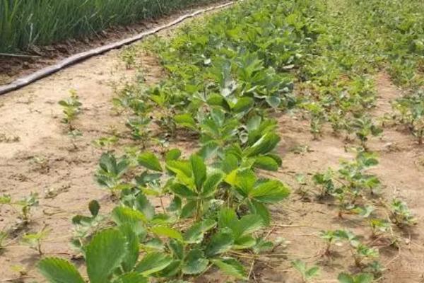 草莓苗被太阳晒枯萎了怎么办,将枯萎枝叶摘去