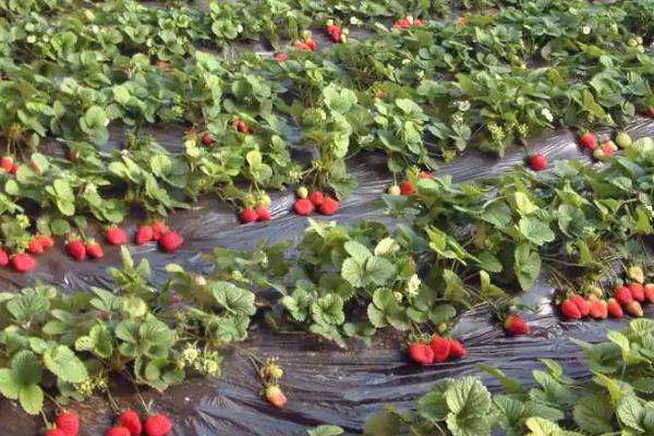 草莓苗被太阳晒枯萎了怎么办,将枯萎枝叶摘去