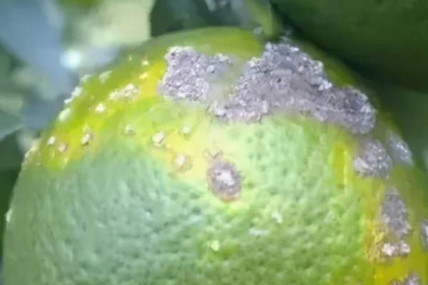 灰霉病的发生条件,病菌在高温条件下会大量繁殖、在阴雨天容易流行