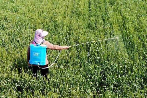 灰霉病的发生条件,病菌在高温条件下会大量繁殖、在阴雨天容易流行