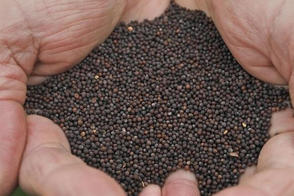 家庭储存蔬菜种子技巧,常用高吊储藏法和密封储藏法