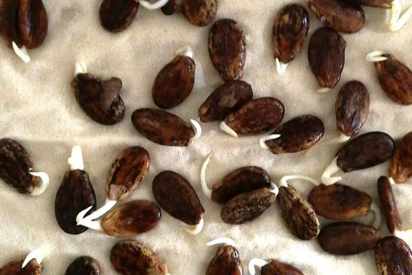 家庭储存蔬菜种子技巧,常用高吊储藏法和密封储藏法